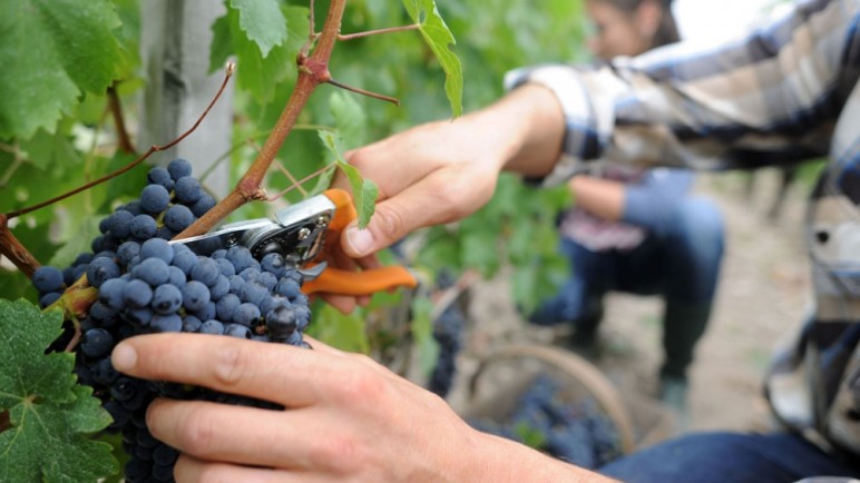Productores del sector vitivinícola, enojados por la "Ley Seca" y "Tolerancia Cero"